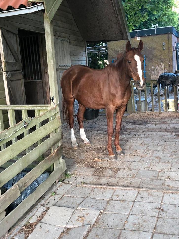 Gezocht: Weidemaatje voor lieve E-pony merrie, Dieren en Toebehoren, Pony's, Merrie, A pony (tot 1.17m)