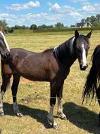 Jaarling, Dieren en Toebehoren, Paarden, Hengst, Recreatiepaard, 0 tot 2 jaar