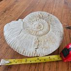 Ammonite 14cm X 12cm, Ophalen of Verzenden, Mineraal