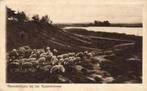 UDDEL, Uddelermeer Hunneschans Schapen (1910s) Ansichtkaart, Ophalen of Verzenden, Voor 1920, Gelopen, Gelderland