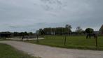 Nuenen 24/7 Paddock/Weide, Dieren en Toebehoren, Weidegang, 1 paard of pony