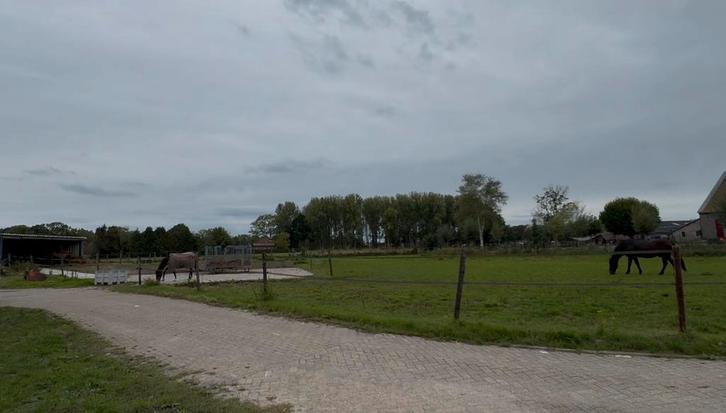 Nuenen 24/7 Paddock/Weide, Dieren en Toebehoren, Stalling en Weidegang, Weidegang, 1 paard of pony