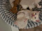 Prachtige kruising kittens, Dieren en Toebehoren, Meerdere dieren, Langharig