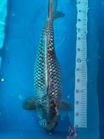 Koi kogane ochiba, Dieren en Toebehoren, Vissen | Vijvervissen, Karper of Koi