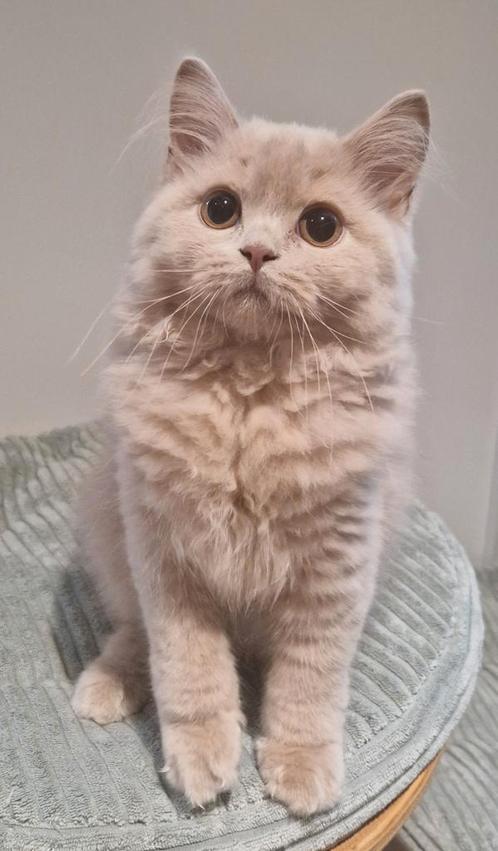 Brits kort-en langhaar kittens met stamboom., Dieren en Toebehoren, Katten en Kittens | Raskatten | Langhaar, Meerdere dieren