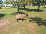 Suffolk ooilam, Dieren en Toebehoren, Mannelijk, Geit