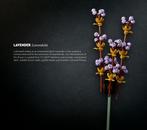 LEGO alleen Lavendel bloem uit set 10280 Bloemboeket, Kinderen en Baby's, Speelgoed | Duplo en Lego, Ophalen of Verzenden, Nieuw