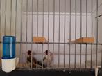 Koppel major putters, Dieren en Toebehoren, Vogels | Overige Vogels, Meerdere dieren, Wildzangvogel