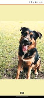 Lieve allemansvriend Duitse herder x Berner sennen, 6 jaar of ouder, Rabiës (hondsdolheid), Reu, Eén hond