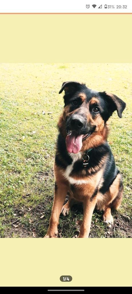 Lieve allemansvriend Duitse herder x Berner sennen, Dieren en Toebehoren, Honden | Herdershonden en Veedrijvers, Reu, Herder, Particulier