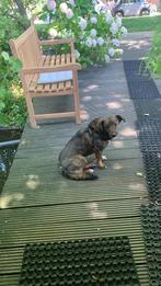 Huis, co-ouderschap of oppas gezocht, 6 jaar of ouder, Particulier, Rabiës (hondsdolheid), Buitenland