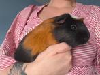 Cavia met spullen, Dieren en Toebehoren, Maart, Mannelijk, Cavia