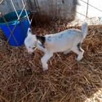 Flesgeitje  fleslam, Vrouwelijk, Geit