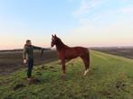Mooie 3-jarige dressuur merrie, Dieren en Toebehoren, Paarden, Merrie, Dressuurpaard, 3 tot 6 jaar, 160 tot 165 cm