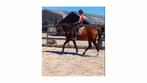 Jack. Betrouwbare Leermeester | Z-dressuur | 1.10m Springen, Dieren en Toebehoren, Z, Gechipt, Ruin, 11 jaar of ouder