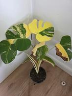 Monstera Aurea variegata | 60 cm, Huis en Inrichting, Kamerplanten, Overige soorten, In pot, Minder dan 100 cm, Groene kamerplant