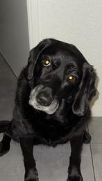 Oppas gezocht voor Chyp. Regio Noordwijk., Particuliere oppas