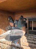 Takla, Dieren en Toebehoren, Pluimvee, Meerdere dieren, Kip