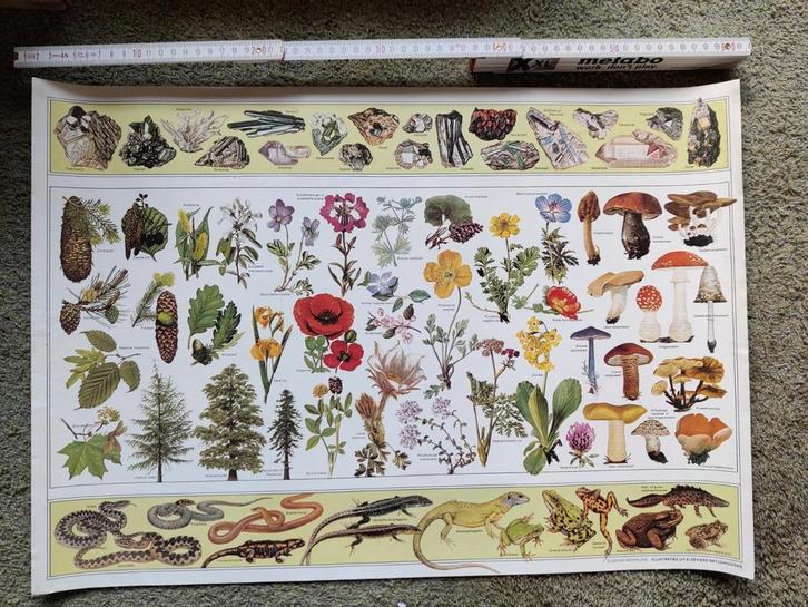 Elsevier Natuurgids Illustratie Poster, Antiek en Kunst, Antiek | Schoolplaten, Natuur en Biologie, Ophalen