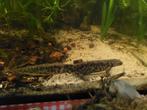 Spaanse ribbensalamander (Pleurodeles waltl), Dieren en Toebehoren, Reptielen en Amfibieën, 0 tot 2 jaar