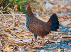 Sonnerat hoenen hennen te koop, Dieren en Toebehoren, Pluimvee, Vrouwelijk, Kip