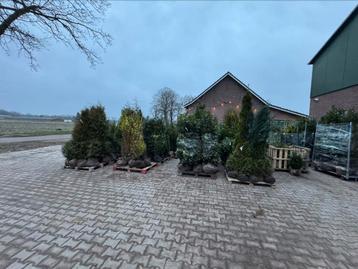 Laurier ligustrum coniferen ilex extra korting  beschikbaar voor biedingen