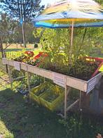 tomaten, paprika, peper, courgette, peper OPRUIMING, Tuin en Terras, Ophalen, Volle zon, Groenteplanten, Eenjarig