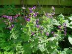 geranium phaeum, Halfschaduw, Zomer, Bodembedekkers, Ophalen