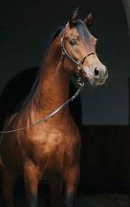 Prachtige 4 jarige Arabische Volbloed ruin, Dieren en Toebehoren, Paarden, Minder dan 160 cm, Ruin, 3 tot 6 jaar, Recreatiepaard