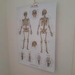 Anatomie/ medisch/ geneeskunde studie praktijk, Ophalen of Verzenden, Gelezen, Dieet en Voeding
