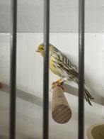 Agaat topaas geel mozaiek man, Mannelijk, Kleurkanarie