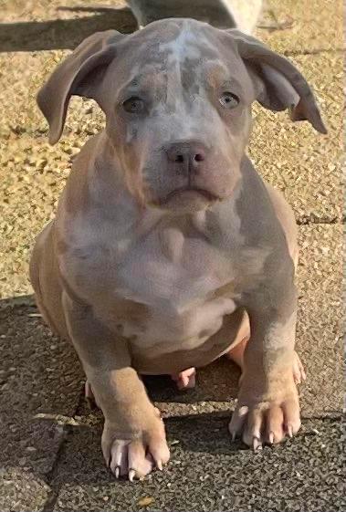 American Bully XXL, Dieren en Toebehoren, Honden | Bulldogs, Pinschers en Molossers, Meerdere dieren, Bulldog, Particulier, Meerdere