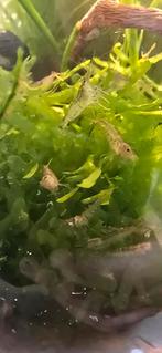 Garnalen, Dieren en Toebehoren, Kreeft, Krab of Garnaal, Zoetwatervis