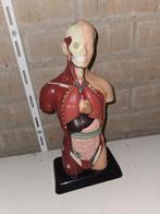 Anatomisch model torso, Ophalen of Verzenden