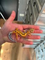 1.0 White and yellow firebold cross luipaardgekko, Dieren en Toebehoren, Reptielen en Amfibieën, Hagedis, 0 tot 2 jaar