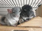 3 chinchilla mannetjes met kooi, Dieren en Toebehoren, Januari, Mannelijk, Chinchilla