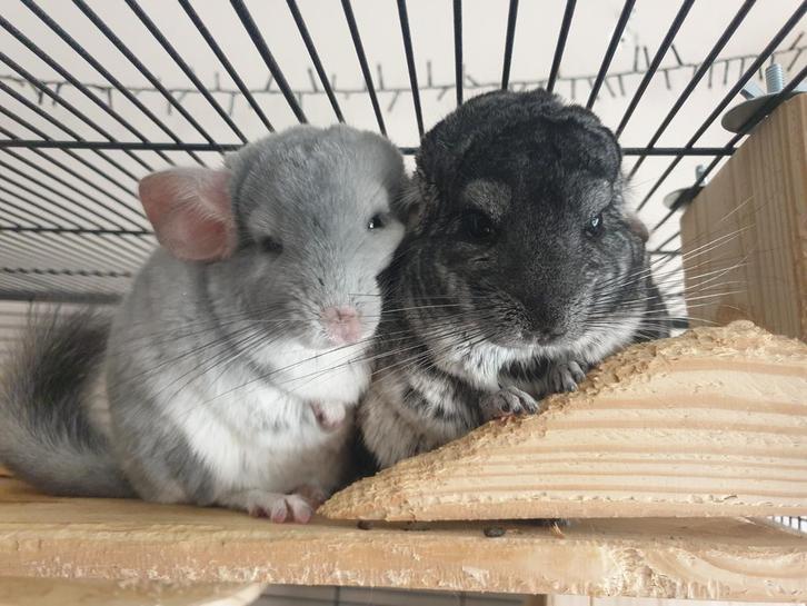 3 chinchilla mannetjes met kooi, Dieren en Toebehoren, Knaagdieren, Mannelijk, Chinchilla, Januari