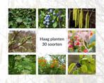 Haagplanten, diverse soorten, Tuin en Terras, Planten | Struiken en Hagen, Ophalen of Verzenden, Overige soorten, Minder dan 100 cm