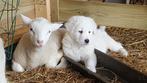 Pups Berghond van de Maremmen / Pastor Abruzese, Dieren en Toebehoren, Oktober, Meerdere dieren