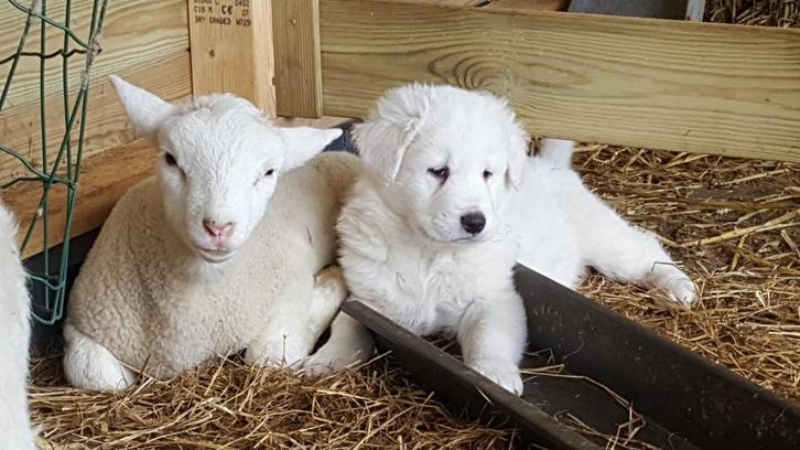 Puppies Berghond van de Maremmen / Pastor Abruzese, Dieren en Toebehoren, Overige Dieren, Meerdere dieren, Oktober