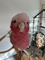Spookie, roze kaketoe, Dieren en Toebehoren, Vogels | Parkieten en Papegaaien, Mannelijk, Papegaai, Geringd