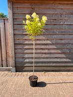 Hydrangea lime light | half stam | hortensia | 80/90/100 cm, In pot, Zomer, Overige soorten, Volle zon