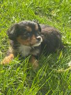 Cavalier King Charles  X Mini Pomsky, Dieren en Toebehoren, Meerdere, Meerdere dieren, Spaniël, Nederland