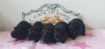 Prachtige jonge cavia zeugjes, Vrouwelijk, Cavia, Tam