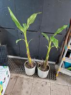 Bananenplant twee stuks 80 - 100 cm, Huis en Inrichting, Kamerplanten, Ophalen