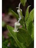 Clematis albicoma, Tuin en Terras, Planten | Tuinplanten, Ophalen of Verzenden, Zomer, Overige soorten, Halfschaduw