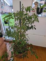 Mooie Benjamin Ficus kamerplant, Ophalen, Ficus, Halfschaduw, In pot