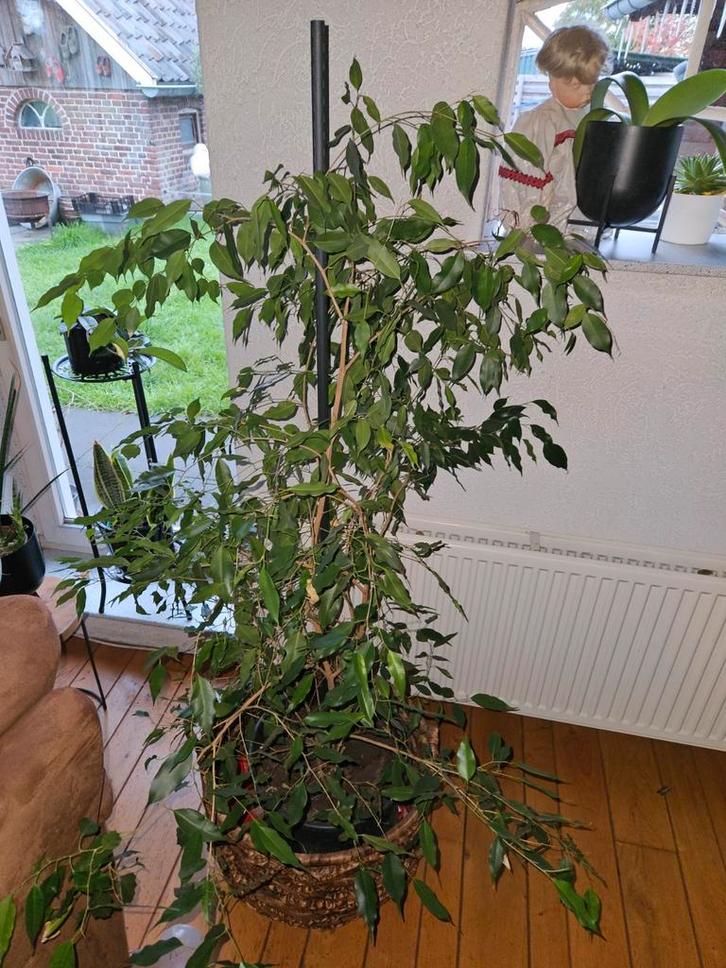 Mooie Benjamin Ficus kamerplant, Huis en Inrichting, Kamerplanten, Ficus, 150 tot 200 cm, Groene kamerplant, Halfschaduw, In pot
