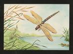 Ansichtkaart Libelle Insect Aeshnidae, Ophalen of Verzenden, 1980 tot heden, Ongelopen, Overige soorten