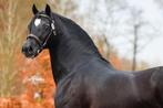 Ter dekking welsh cob hengst, Dieren en Toebehoren, Paarden en Pony's | Dekhengsten en Fokmerries, Hengst